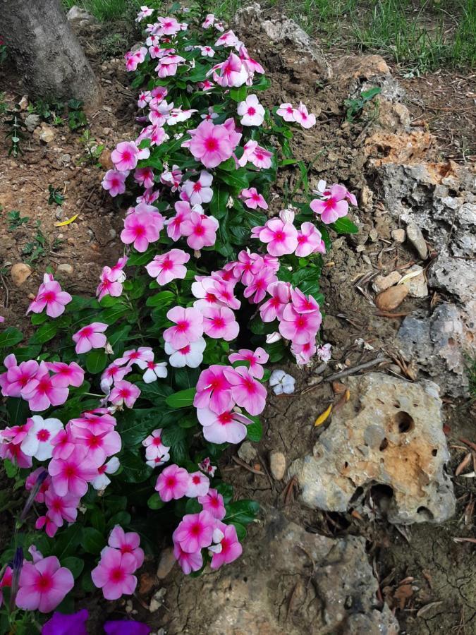 Apartmani Lea Starigrad Exterior photo